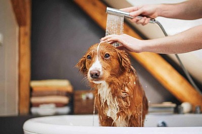 Baño perruno